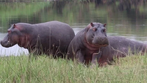 Hippo, Hippopotamus is very angry and looks into the camera. Tanzania, Africa Stock Footage 83543458
