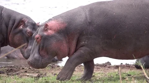 Hippo, Hippopotamus walking in front of the camera. Tanzania, Africa Stock Footage 83551464