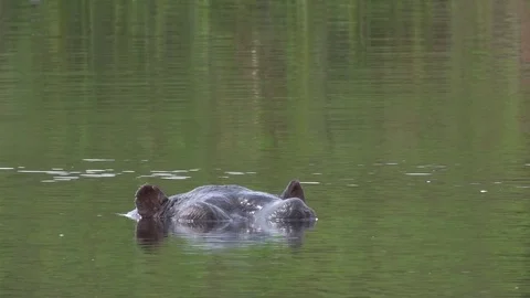 Hippo, Hippototamus goes down and comes up. Tanzania, Africa Stock Footage 83543254