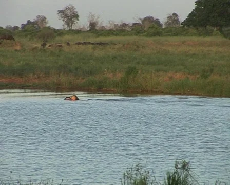 Hippo jumping Video stock 558349