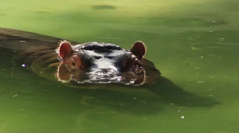Hippo keeping watch from surface of water Stock Footage 43240977