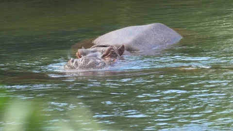 Hippo Kenya Stock Footage 277134770
