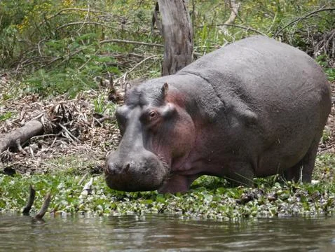 Hippo in Kenya Stock Photos