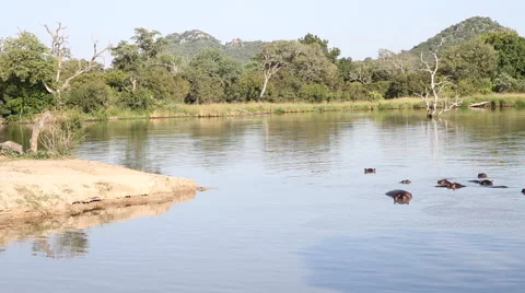 Hippo lake pan Video stock 41639226