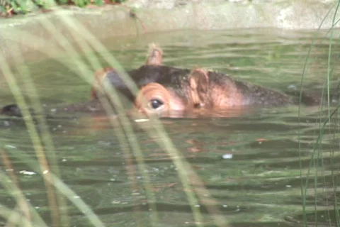 A hippo leaves frame through grass Stock-Footage 548773