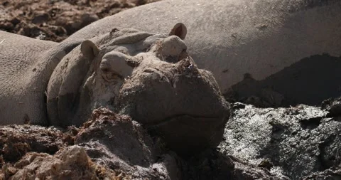 Hippo lying motionless in a puddle of mud, close up, slow motion 120 fps Stock Footage 251727604