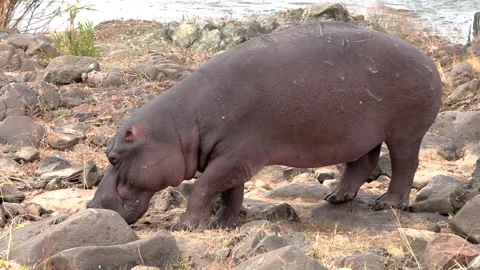 Hippo with many wounds on his back, walks slowly over rocky terrain. 库存影片 318223897