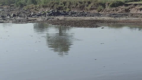 Hippo in the Mara river in Kenya Video stock 328239814