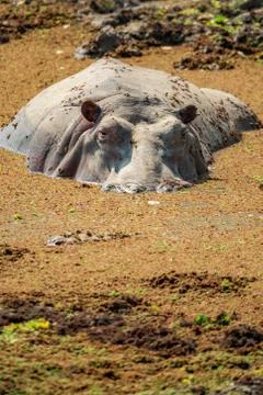 Hippo in the middle of the mud looking to the camera Stock Photos