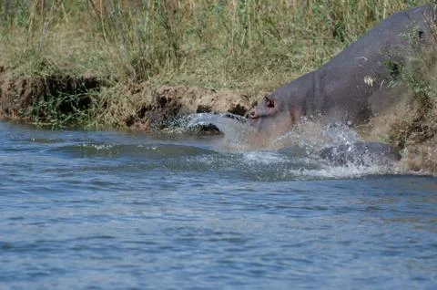 Hippo migration Stock Photos