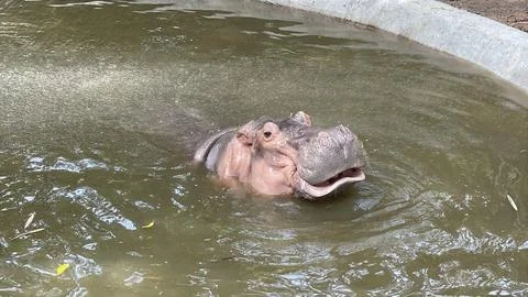 Hippo with Mouth Slightly Open While in Water Stock Photos