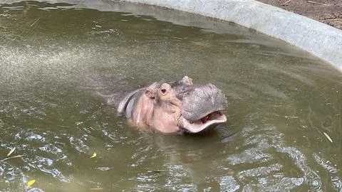 Hippo with Mouth Slightly Open While in Water Stock Photos