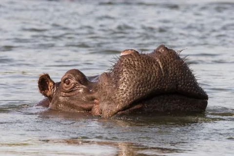 Hippo nose Stock Photos