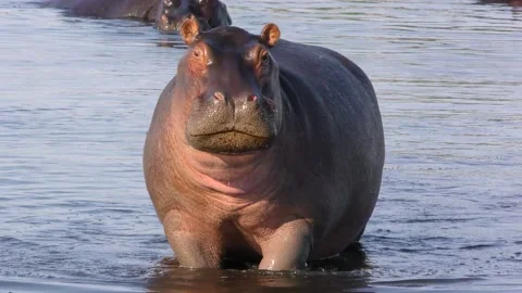 Hippo with an oxpecker on its back. Stock Footage 138135150
