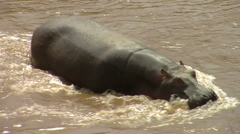 Hippo P2 Stock Footage 992042