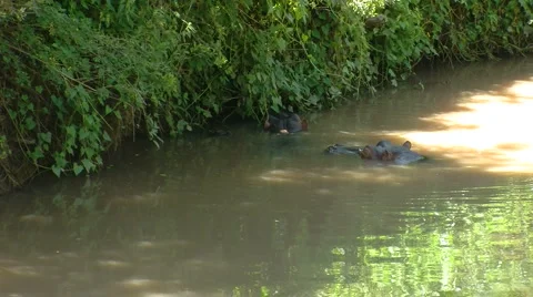 Hippo P4 스톡 동영상 992336