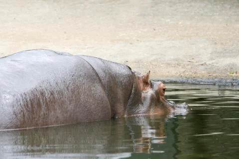 Hippo Stock Photos