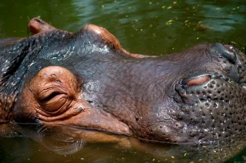 Hippo Stock Photos