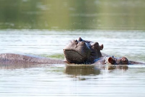Hippo Stock Photos