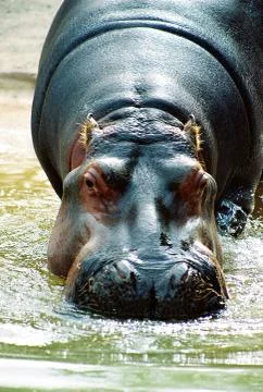 Hippo Stock Photos