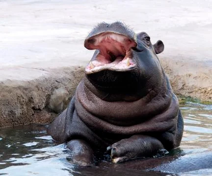 Hippo Stock Photos