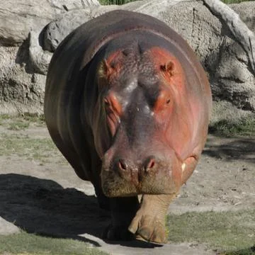 Hippo 写真素材