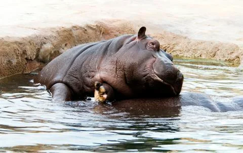Hippo Stock Photos