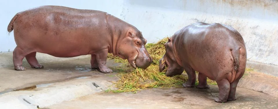 Hippo Stock Photos
