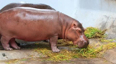 Hippo Stock Photos