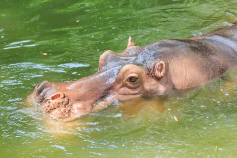 Hippo Stock Photos