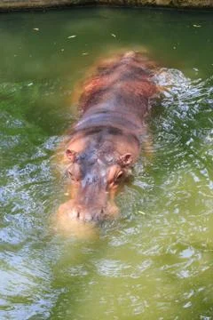 Hippo Stock Photos