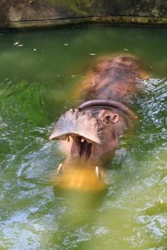 Hippo Stock Photos
