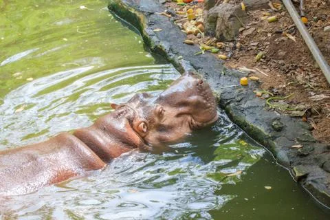 Hippo Foto stock