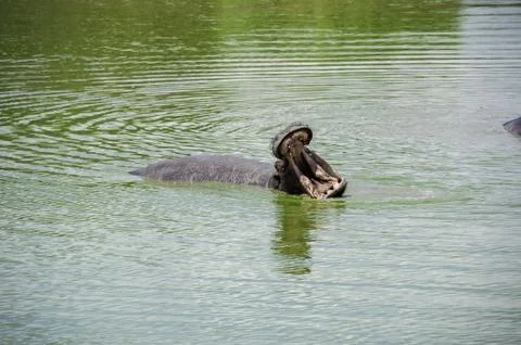 Hippo Stock Photos