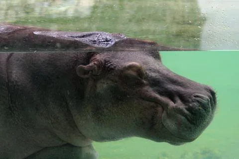 Hippo Stock Photos