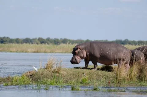Hippo Stock Photos