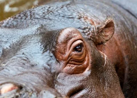 Hippo Stock Photos