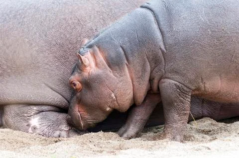 Hippo Stock Photos