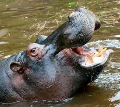 Hippo Stock Photos