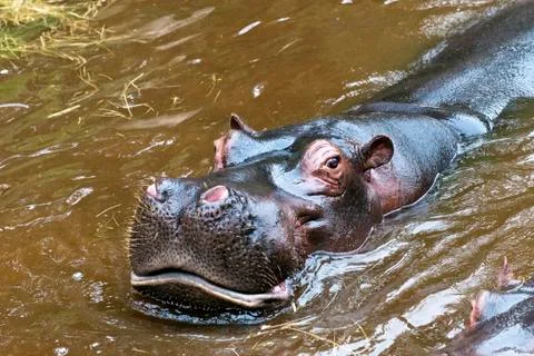 Hippo Stock Photos