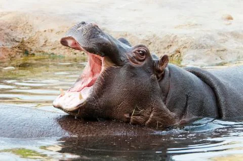 Hippo Stock Photos