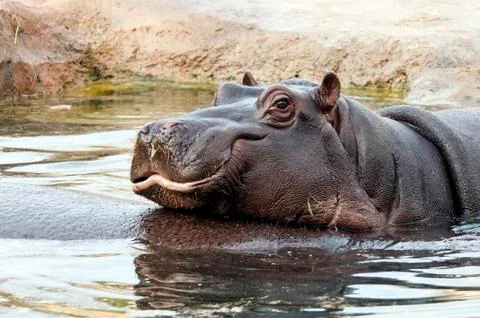 Hippo Stock Photos