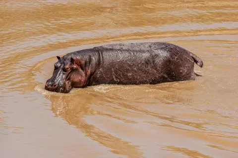 Hippo Stock Photos