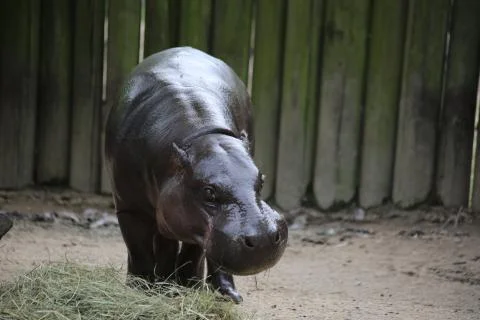 Hippo Foto stock