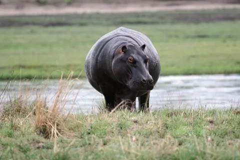 Hippo Stock Photos