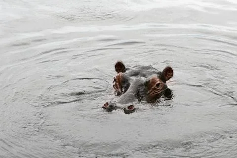 Hippo Stock Photos