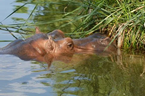 The Hippo 스톡 사진