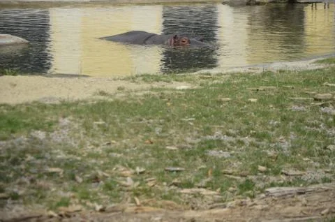 Hippo Stock Photos