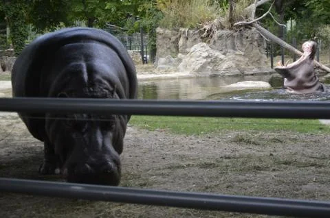 Hippo Stock Photos