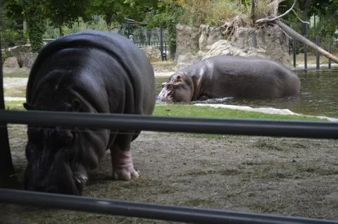 Hippo Stock Photos
